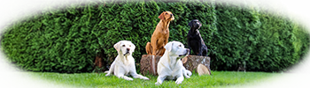 Labradorzucht vom Asperg